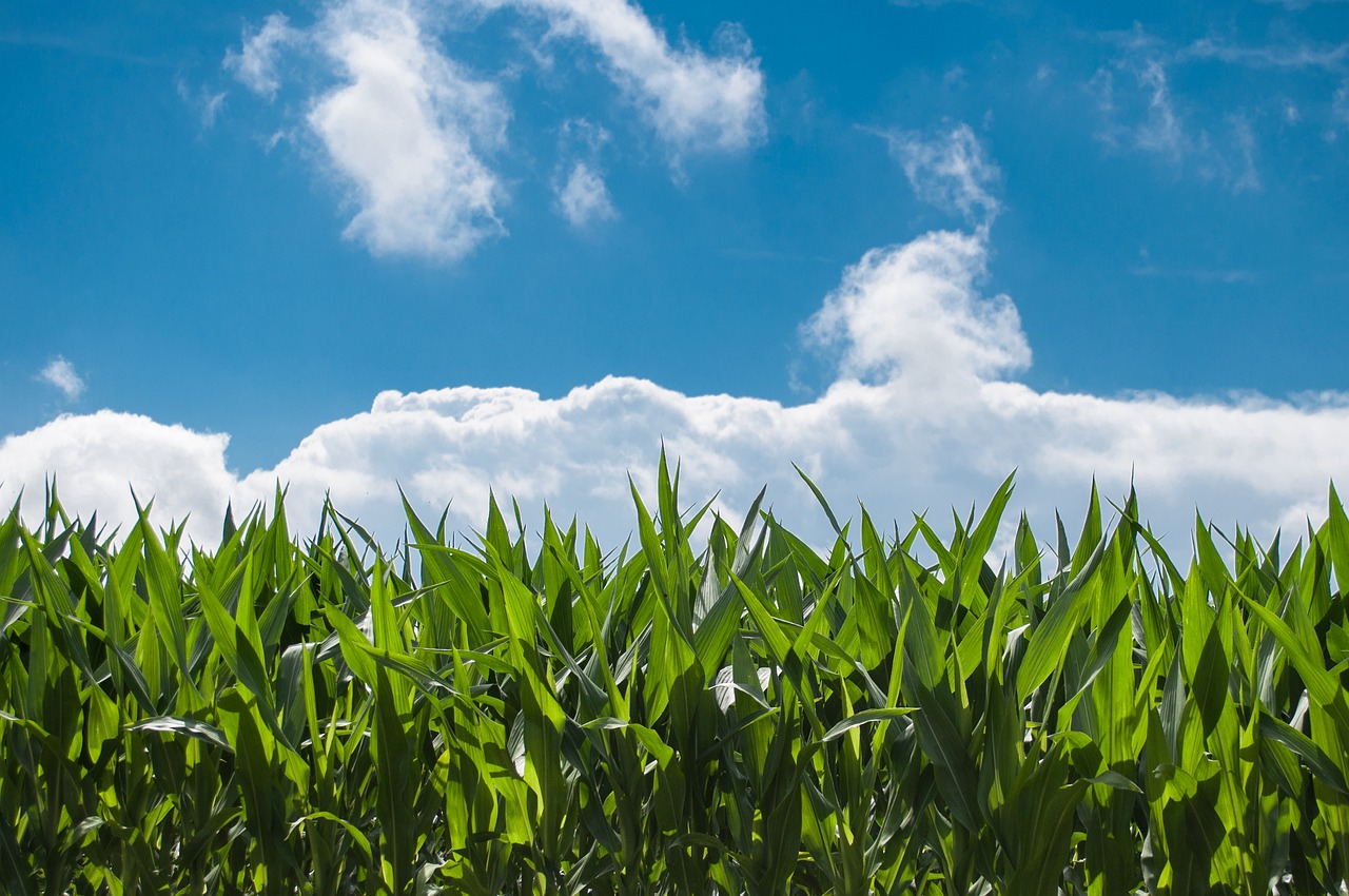 image of a corn field with blue skies
